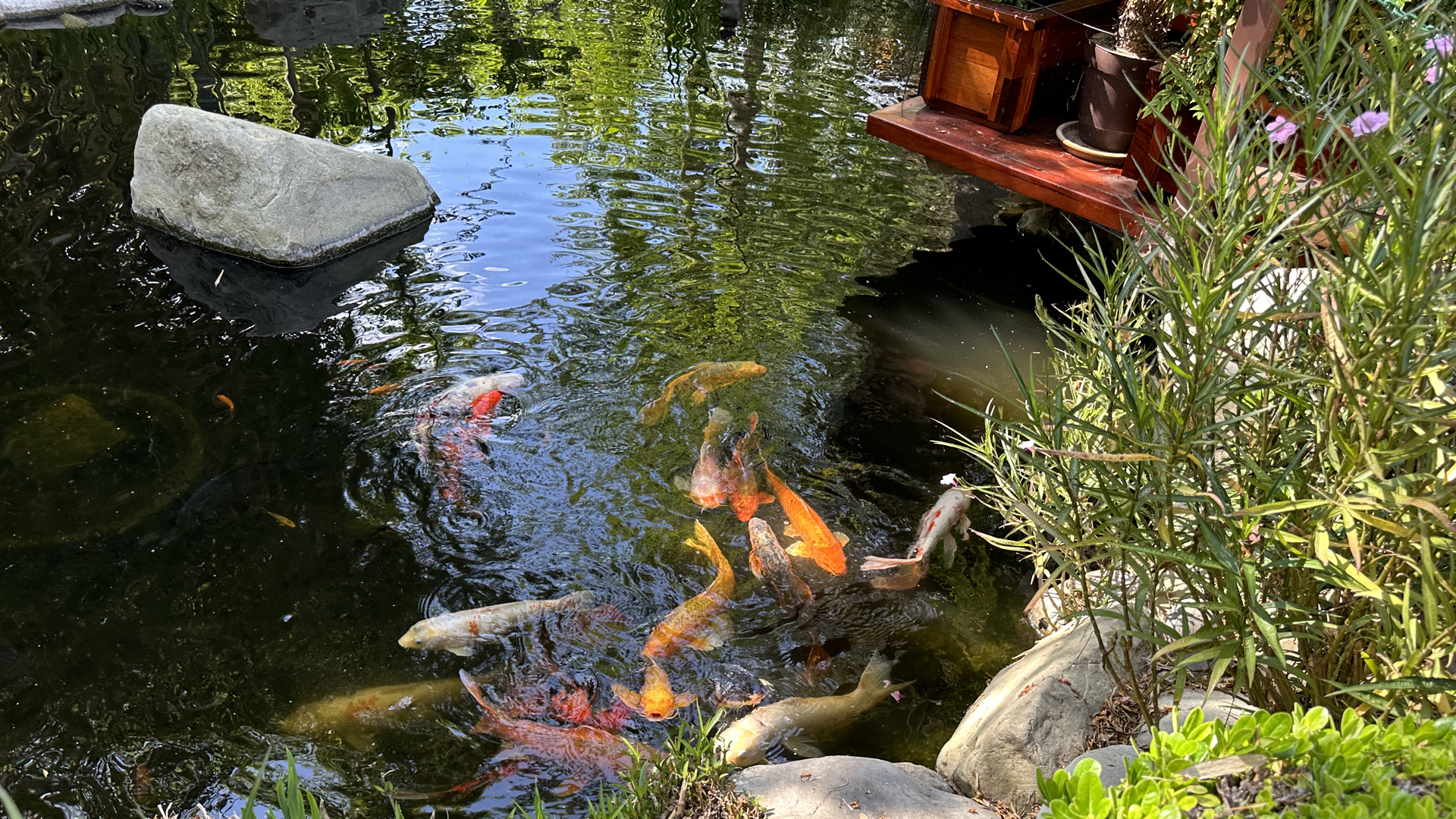 Japanese Garden